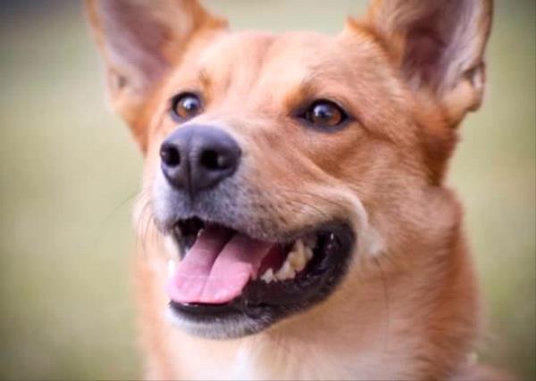 /Images/uploads/Humane Society of Utah/HSU2018/entries/3976thumb.jpg